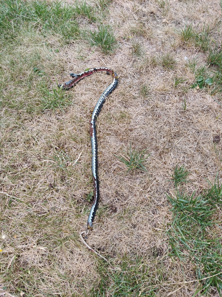 grass snake from Dohna, Deutschland on August 13, 2022 at 0937 AM by