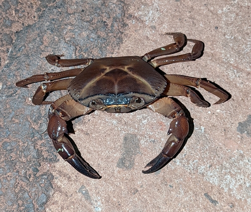 Barytelphusa cunicularis (Westwood, 1836)