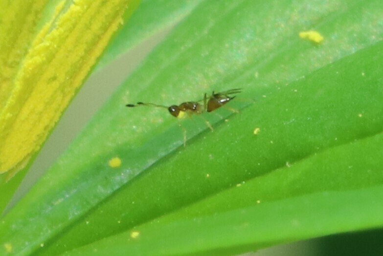 Fairy Wasps in April 2022 by SOPHANAT PHUDOB · iNaturalist