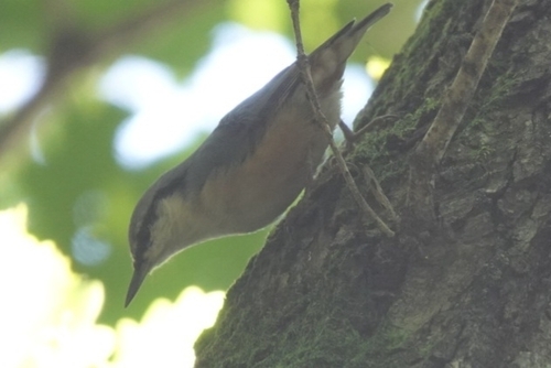 Eurasian Nuthatch