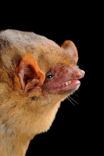 Northern Yellow Bat
