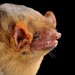 Yellow Bats - Photo (c) Jose G. Martinez-Fonseca, all rights reserved