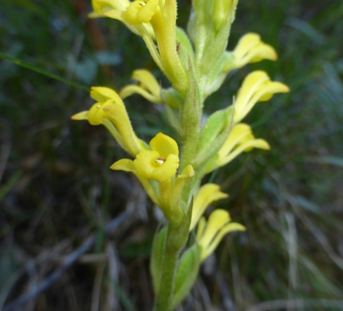 Sauroglossum