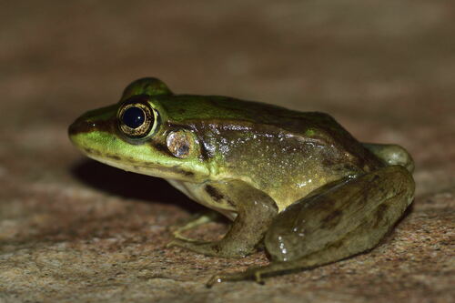 Vaillant's Frog
