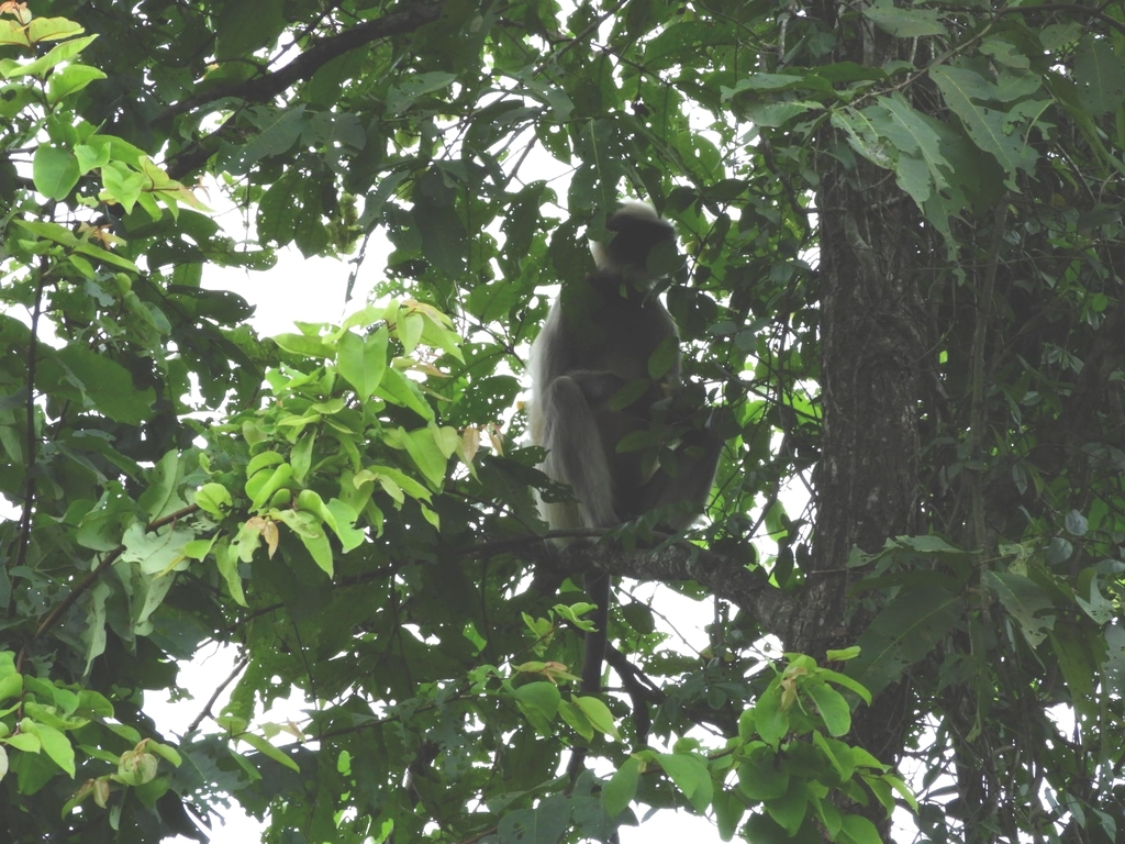 Malabar Gray Langur from Karnataka 581104, India on August 21, 2022 at ...