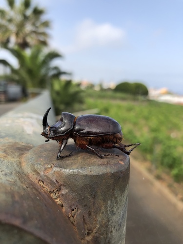 Oryctes prolixus · iNaturalist