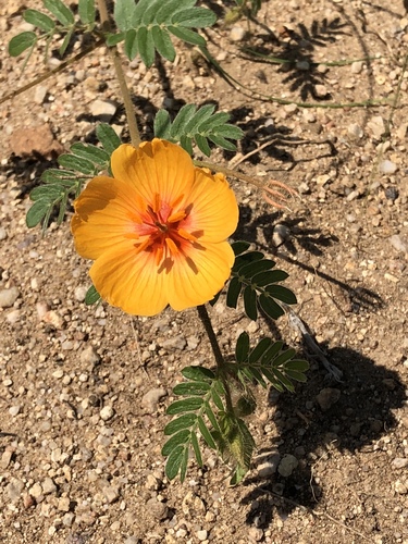 Arizona poppy