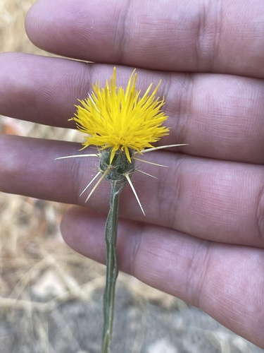 iNaturalist observation photo of Yellow Star-Thistle
