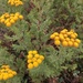 Etna Tansy - Photo (c) mohand-h, all rights reserved