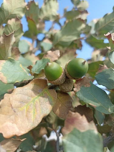 Quercus potosina