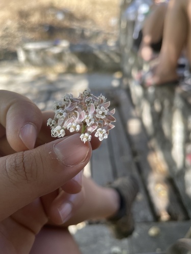 iNaturalist observation photo of narrowleaf milkweed