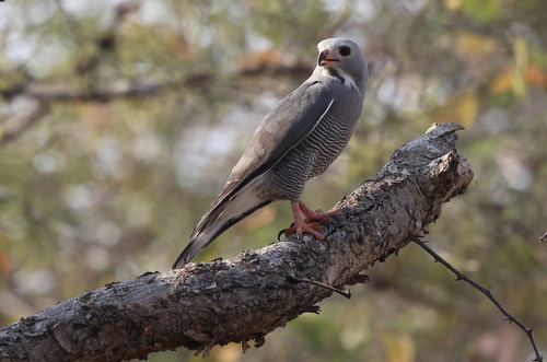 Lizard Buzzard