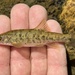 Umatilla Dace - Photo (c) prickly_sculpin, all rights reserved, uploaded by prickly_sculpin