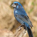 Neotropical Blue Grosbeaks - Photo (c) Jorge Schlemmer, all rights reserved
