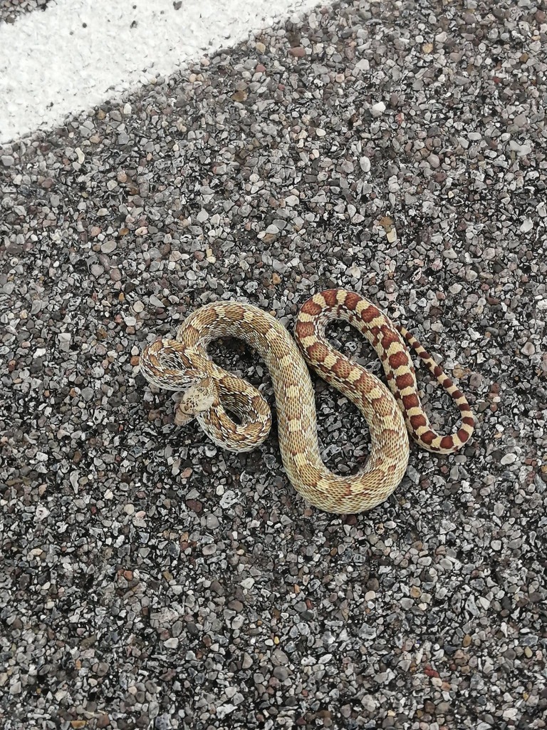 Gopher Snake from Manuel Benavides, Chih., México on August 15, 2022 at ...