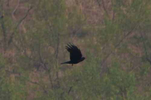 Red-billed Chough