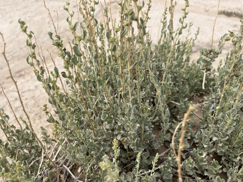 Shadscale Saltbush