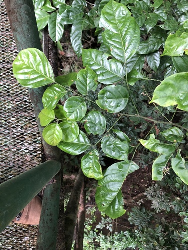 Lonchocarpus oliganthus image