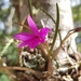 Isabelia violacea - Photo 由 Carlos Hartur Ribeiro Noia 所上傳的 (c) Carlos Hartur Ribeiro Noia，保留所有權利