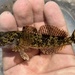 Columbia Sculpin - Photo (c) prickly_sculpin, all rights reserved, uploaded by prickly_sculpin