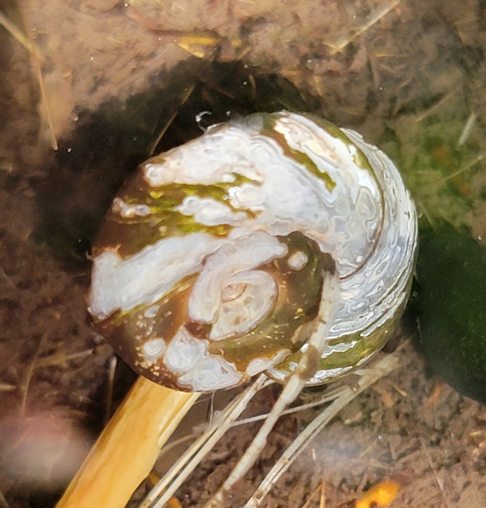 Ramshorn snails from St. Louis, MO 63110, USA on August 20, 2022 at 02