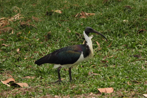 Straw-necked Ibis