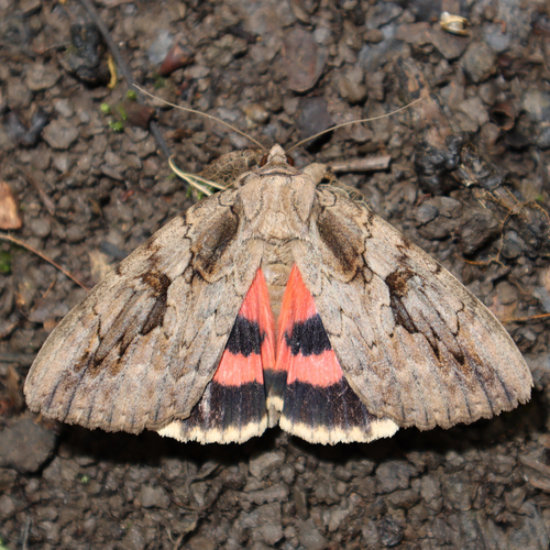 Sweetheart Underwing