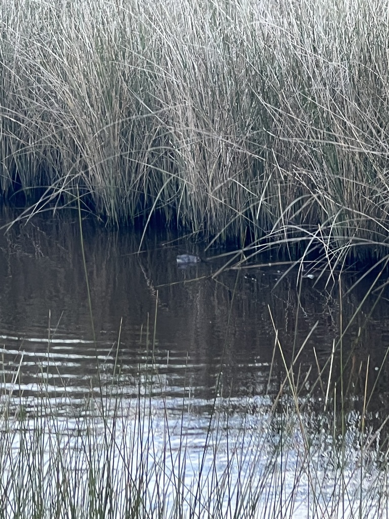 North American River Otter From S Roscoe Boulevard Ext Ponte Vedra   Large 