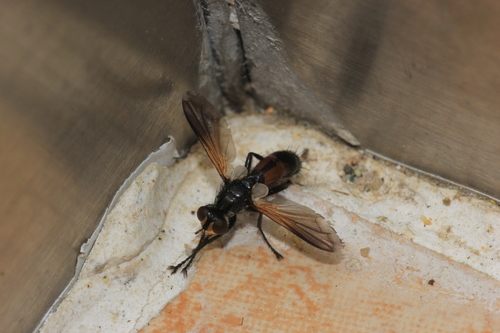 Cylindromyia arator