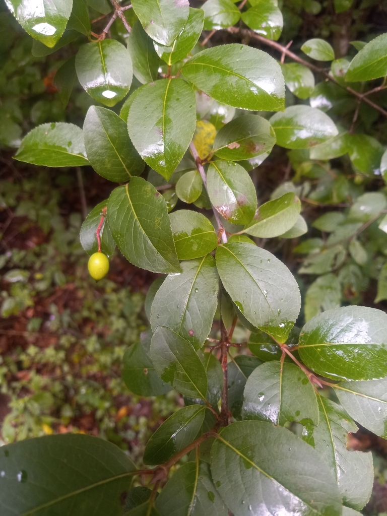 Blackhaw from alderson wv 24910 usa on august 21 2022 at 06 21 pm by