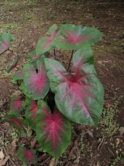 Caladium bicolor image