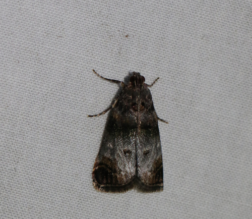 Orange-tufted Oneida Moth (Oneida lunulalis)