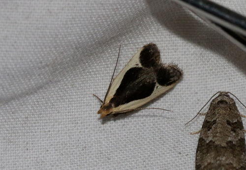 Cream-edged Dichomeris Moth (Dichomeris flavocostella)