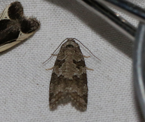 Gray Tortrix (Cnephasia stephensiana)