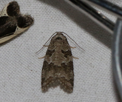 (c) Jay McGowan, all rights reserved Gray Tortrix (Cnephasia stephensiana)
