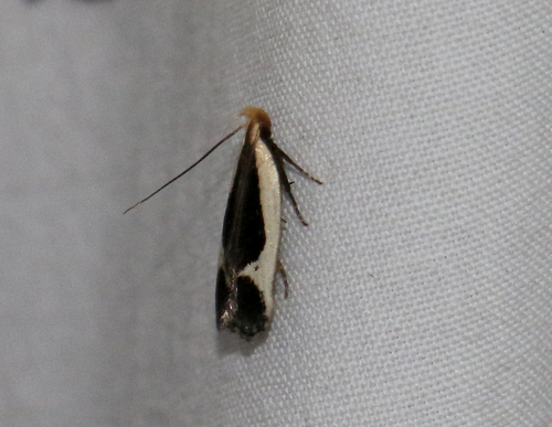 Cream-edged Dichomeris Moth (Dichomeris flavocostella)