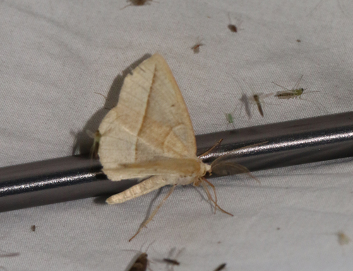 Confused Eusarca Moth (Eusarca confusaria)
