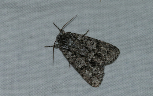 Impressive Dagger (Acronicta impressa)