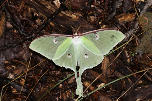 North American Luna Moth (Actias luna)