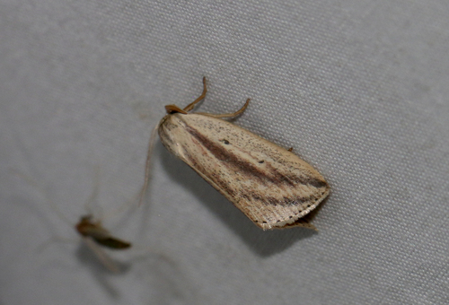Feeble Grass Moth (Amolita fessa)