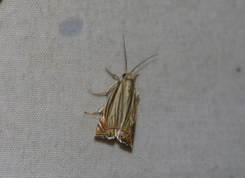Topiary Grass-veneer (Chrysoteuchia topiarius)