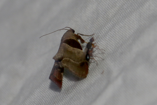Dimorphic Tosale Moth (Tosale oviplagalis)