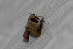 (c) Jay McGowan, all rights reserved Dimorphic Tosale Moth (Tosale oviplagalis)
