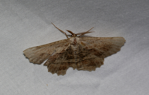 Common Lytrosis Moth (Lytrosis unitaria)