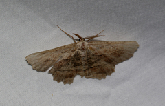 (c) Jay McGowan, all rights reserved Common Lytrosis Moth (Lytrosis unitaria)
