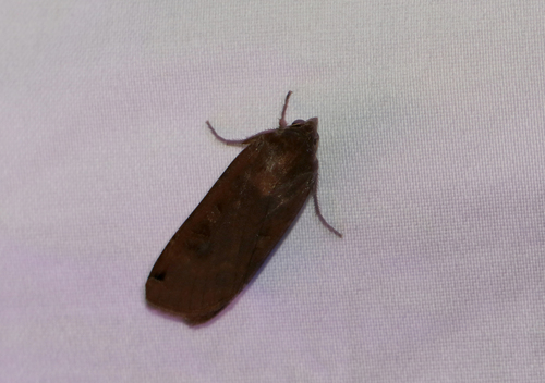 Large Yellow Underwing (Noctua pronuba)