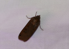 (c) Jay McGowan, all rights reserved Large Yellow Underwing (Noctua pronuba)