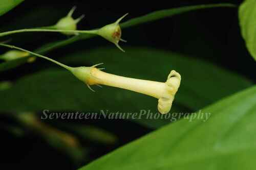 Mycetia gracilis