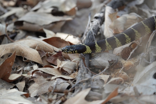 iNaturalist observation photo of California King Snake