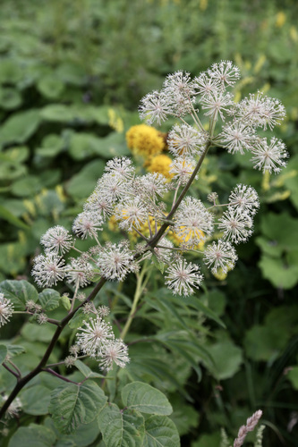 Aralia cordata
